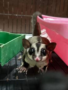 Sugar Glider tupai terbang