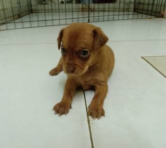 3 weeks old male miniature pinscher 