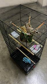 male sugar glider