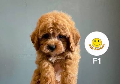 GPP501 TINY Poodle brown haired sweet puppy