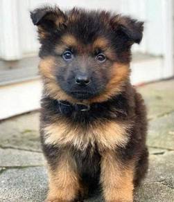German Shepherd