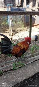 ayam