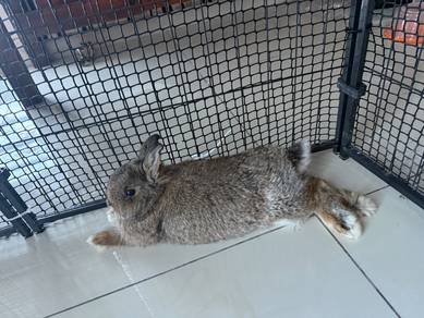 Dwarf Netherland Rabbit