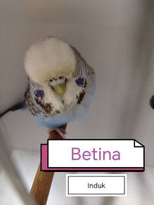 Burung Baji EB @ Baji A @ English Budgie Bird