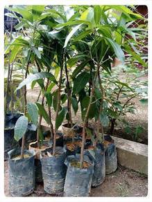 Benih Mangga Epal