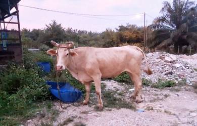 Lembu betina besar