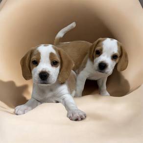 Beagle puppy quality