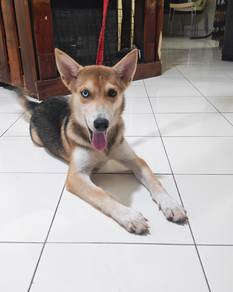 husky