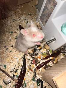 Hamster for sell