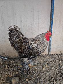 Brahma Chicken Rooster