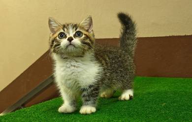 Cute Munchkin kitten 