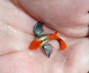 ikan guppy dumbo koi Sb