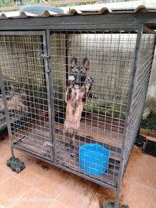 Belgium Shepard/Malinois