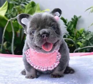 FRENCH BULLDOG PUPPIES 27🌻Premium Quality ~Fluffy