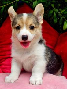 CORGI PUPPIES C143 Available Male & Female