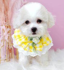 Maltipoo