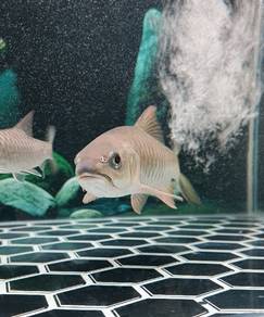 Ikan Kelah merah n tengas