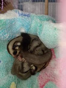 couples suger glider 