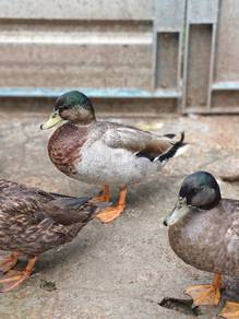 Call Duck