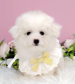 Maltipoo