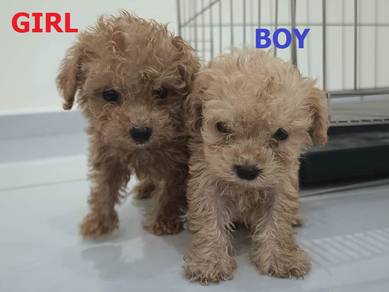 Toy poodle puppy for sale