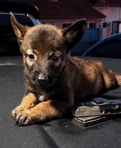 Belgian shepherd male