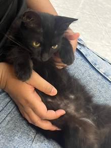 Blacky
