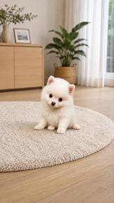 Pomeranian Short Leg Tiny Female Puppy