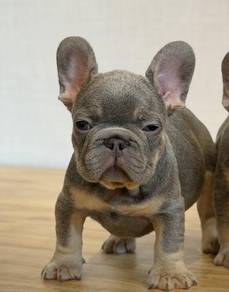 FRENCH BULLDOG PUPPIES🌻A169 Lilac Tan Male