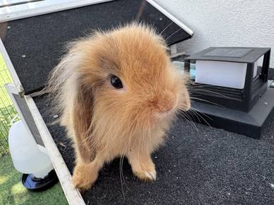 Holland Lop Rabbit