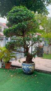 antik bonsai with pot