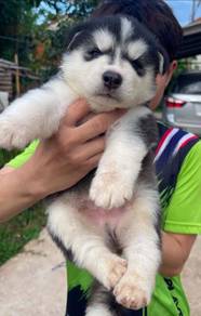 Siberian Husky Puppy 45