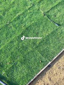 Rumput Jepun l Rumput karpet hidup