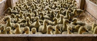 anak angsa/Gosling 