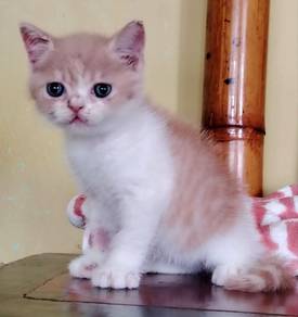 British Shorthair Kitten