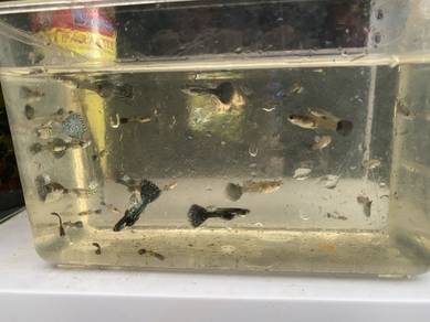 guppy for sale