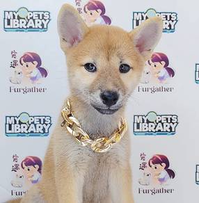 Shiba Inu