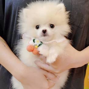 Pomeranian
