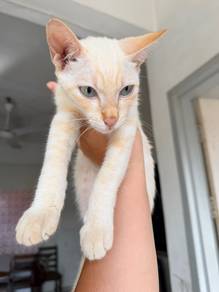 Kucing mix 4 months