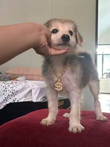 Pomeranian mix husky