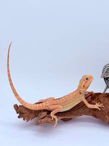 Bearded Dragon