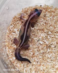 African Fattail Gecko 