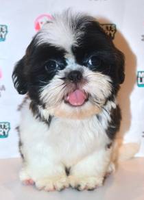 i37 Adorable ShihTzu Dog