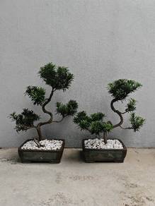 Podocarpus Bonsai