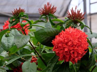 Ixora Coccinea Red / Yellow / Orange