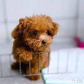 Maltipoo