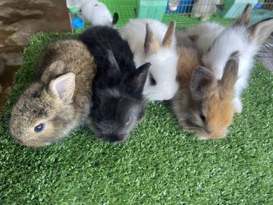 Lionhead Mix TeddyBear