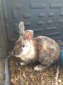 Rabbit 
