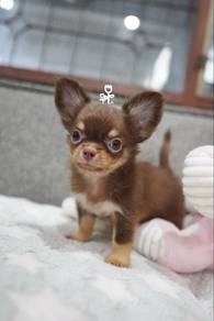 Chihuahua Puppy Male 057