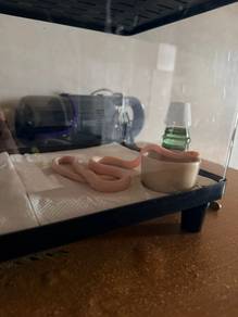 FOR SALE - Blizzard Whiteout Corn Snake Female